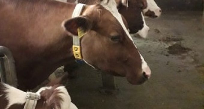 Mladí dnes prácu na mliečnych farmách odmietajú