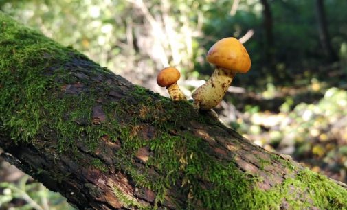 Rodinka ,,hubových,,