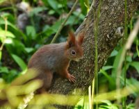 Prebúdzajúca sa príroda v petržalskom Lužnom lese