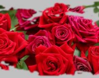 Poézia: Pohľad cez kvety