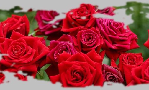 Poézia: Pohľad cez kvety