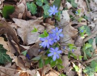 Do Mestských lesov v Bratislave bez obmedzení