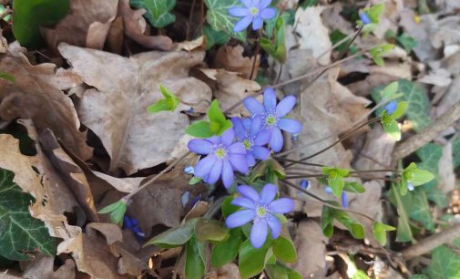 Do Mestských lesov v Bratislave bez obmedzení