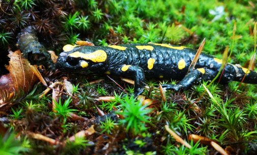 A hľa! Salamandra! Fotografie nám zaslala Henika z východu