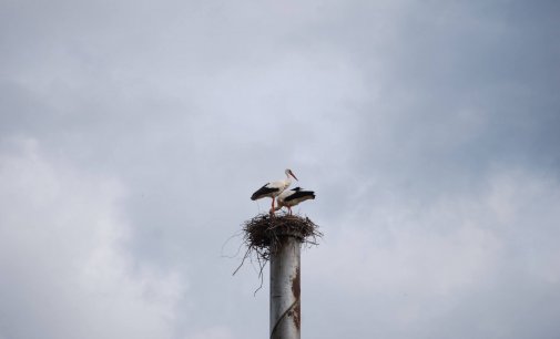 V čističke odpadových vôd Rakytovce sa zahniezdil aj bocian biely
